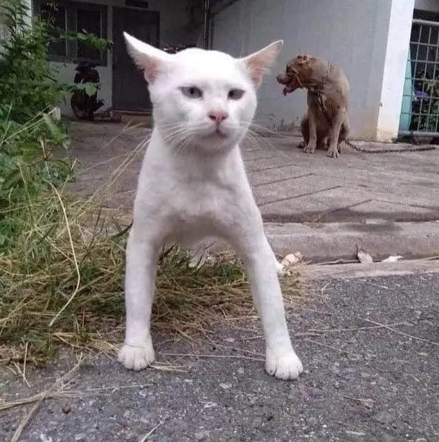 Забавные моменты из жизни собак и их хозяев