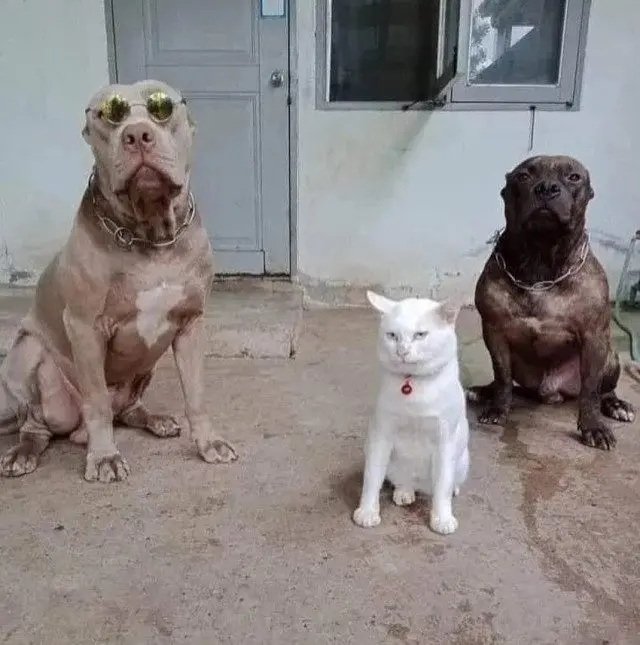 Забавные моменты из жизни собак и их хозяев