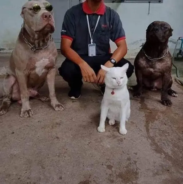 Забавные моменты из жизни собак и их хозяев