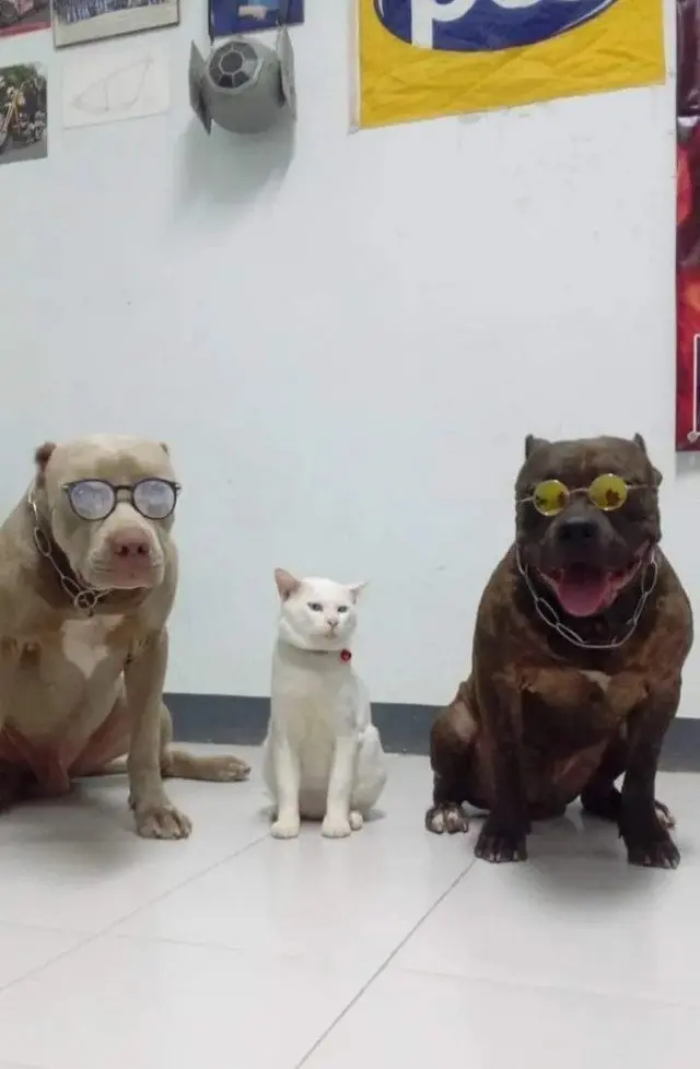 Забавные моменты из жизни собак и их хозяев