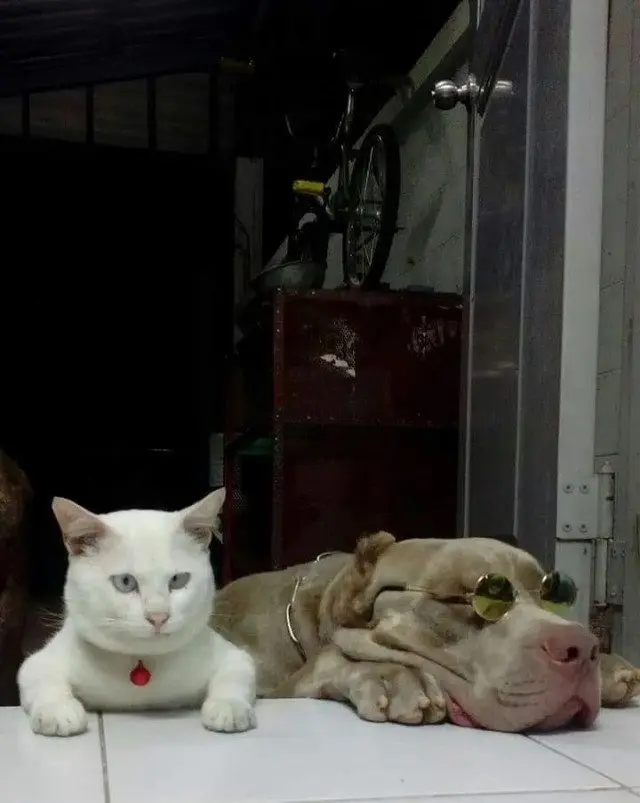 Забавные моменты из жизни собак и их хозяев