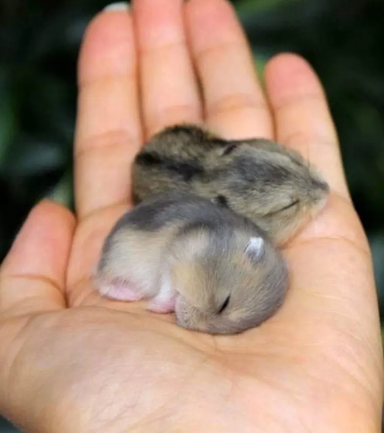 20 забавных фото животных, которые поднимут настроение