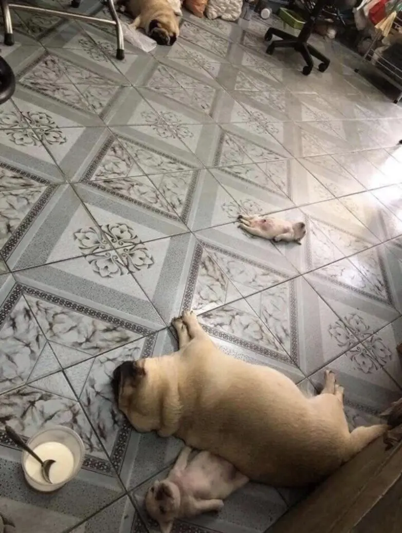 20 забавных фото животных, которые поднимут настроение