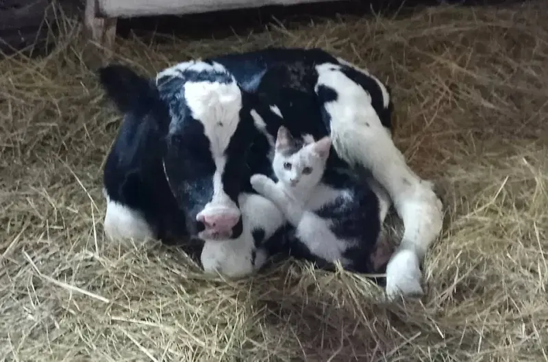 20 забавных фото животных, которые поднимут настроение