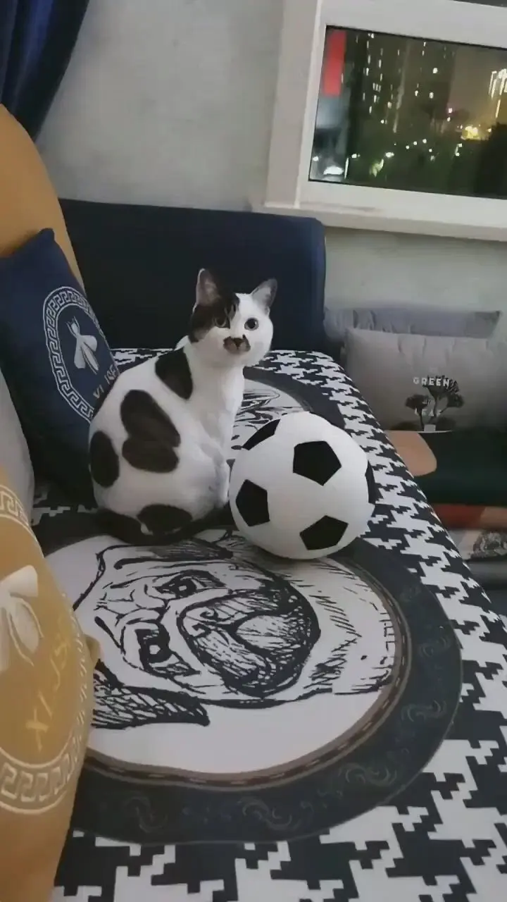 20 забавных фото животных, которые поднимут настроение