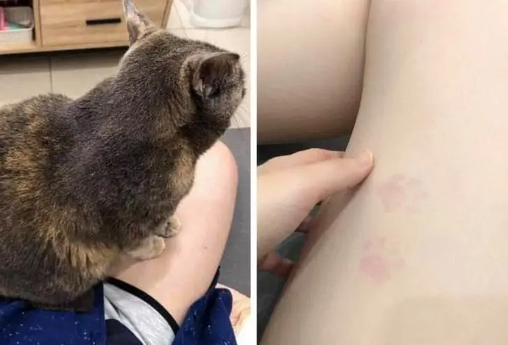 20 забавных фото животных, которые поднимут настроение