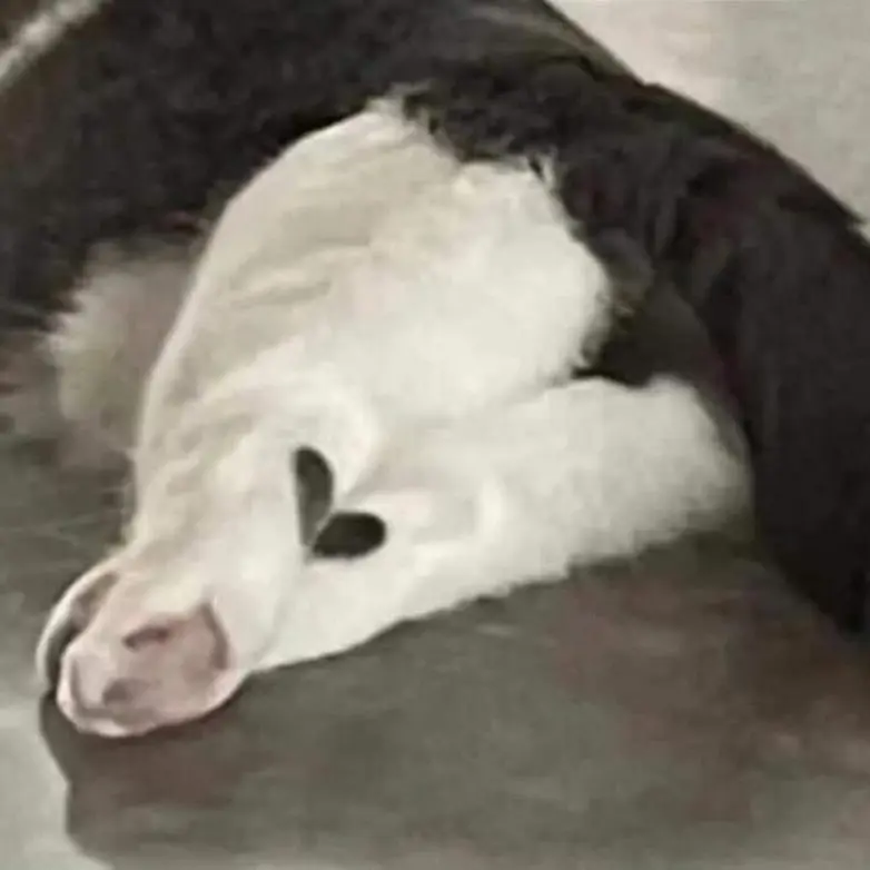 20 забавных фото животных, которые поднимут настроение