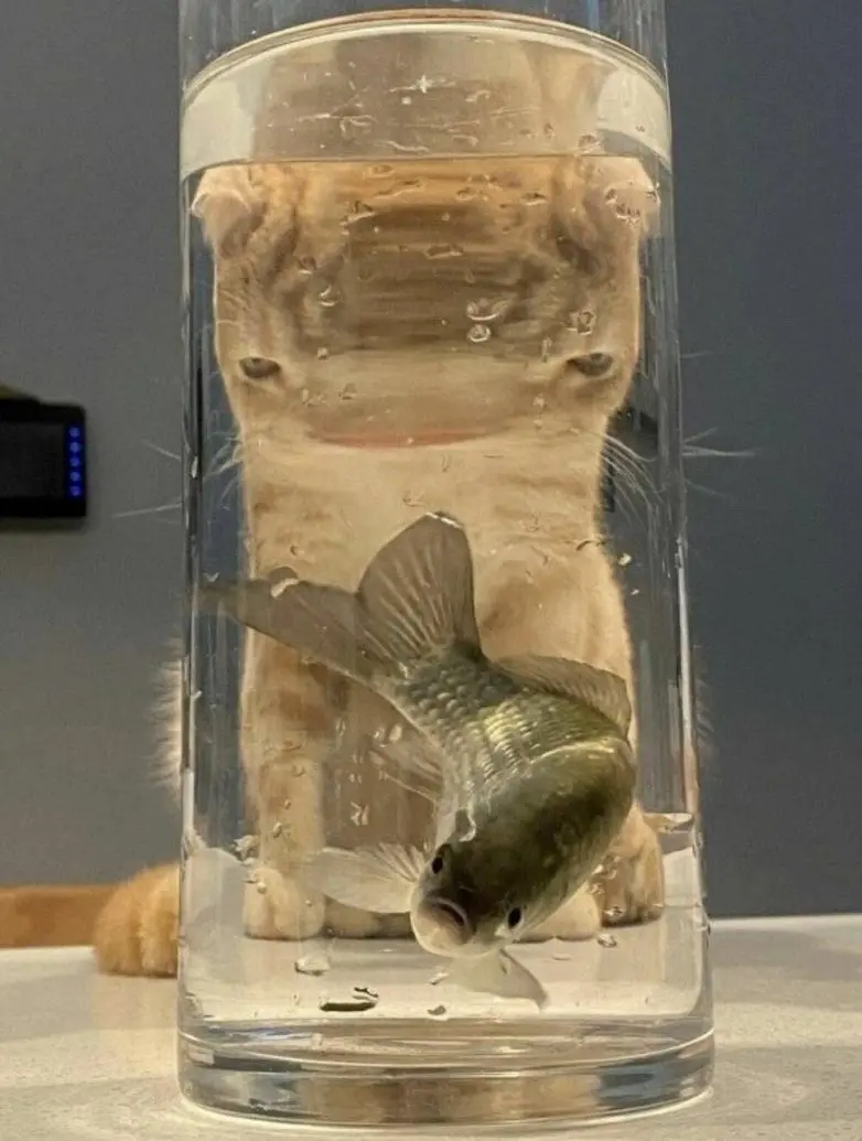 20 забавных фото животных, которые поднимут настроение