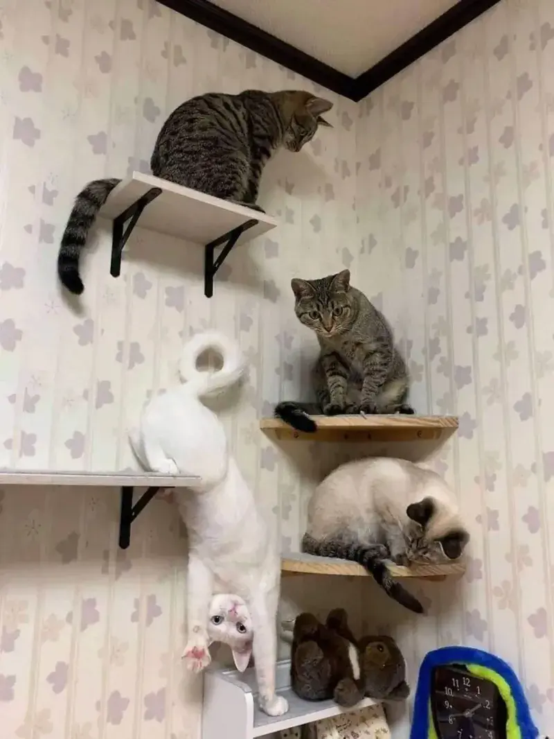 20 забавных фото животных, которые поднимут настроение