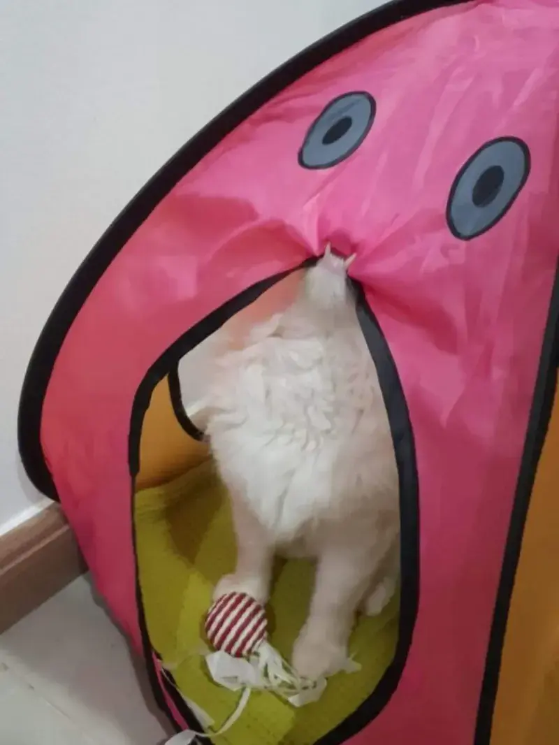 20 забавных фото животных, которые поднимут настроение