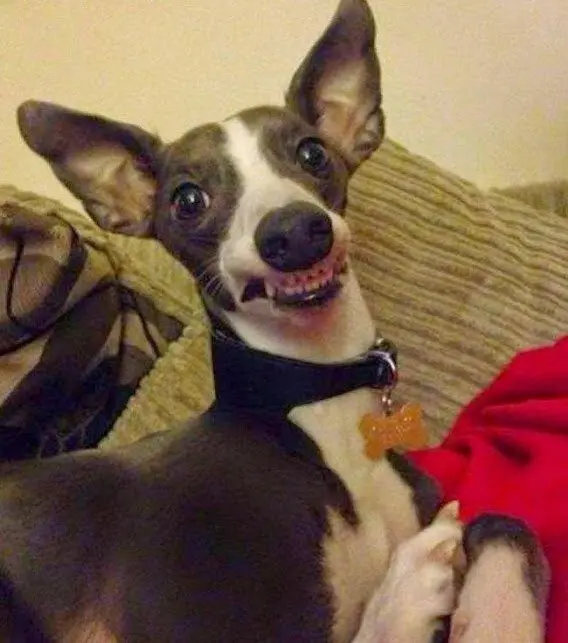 20 забавных фото животных, которые поднимут настроение