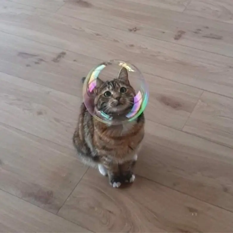 20 забавных фото животных, которые поднимут настроение