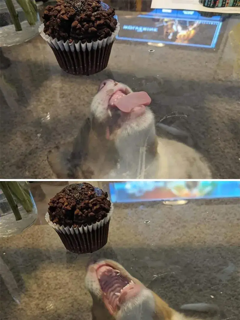 20 забавных фото животных, которые поднимут настроение