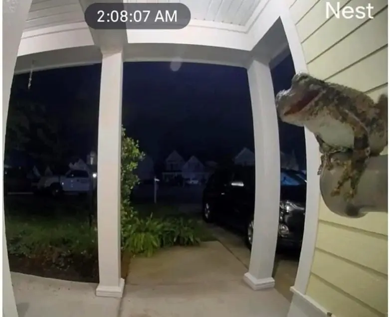 20 забавных фото животных, которые поднимут настроение