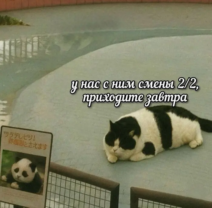 Смех до слёз: лучшие мемы и картинки для вашего настроения