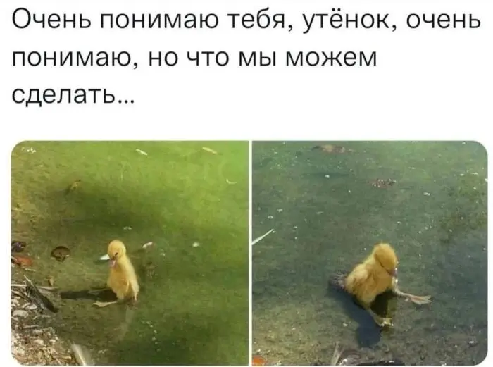 Смех до слёз: лучшие мемы и картинки для вашего настроения