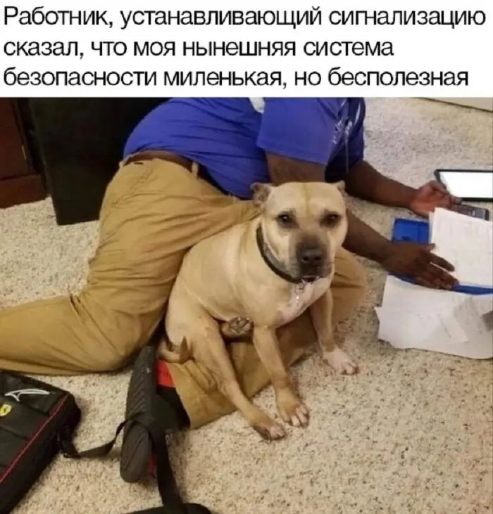 Смех до слёз: лучшие мемы и картинки для вашего настроения