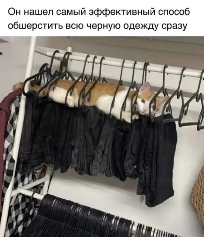 Смех до слёз: лучшие мемы и картинки для вашего настроения