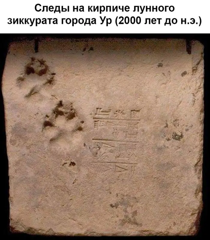 Смех до слёз: лучшие мемы и картинки для вашего настроения