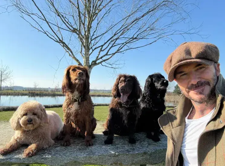 Звёздная осада: как Бекхэмы превратили свой дом в крепость и рассорились с соседями