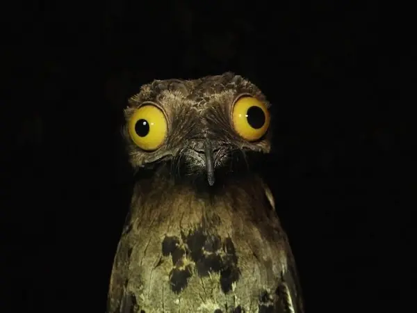 Дикая природа в смешном ракурсе: лучшие кадры с конкурса Comedy Wildlife Photography Awards