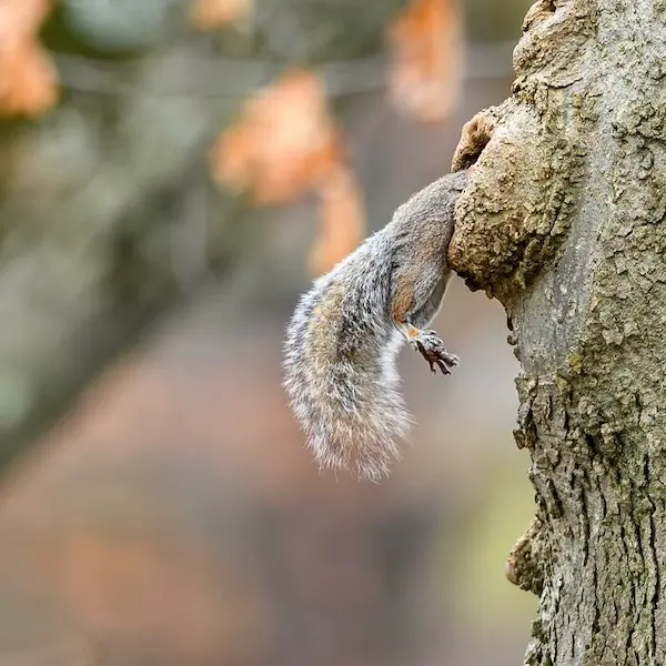 Дикая природа в смешном ракурсе: лучшие кадры с конкурса Comedy Wildlife Photography Awards