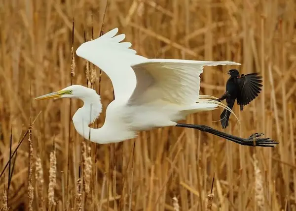 Дикая природа в смешном ракурсе: лучшие кадры с конкурса Comedy Wildlife Photography Awards