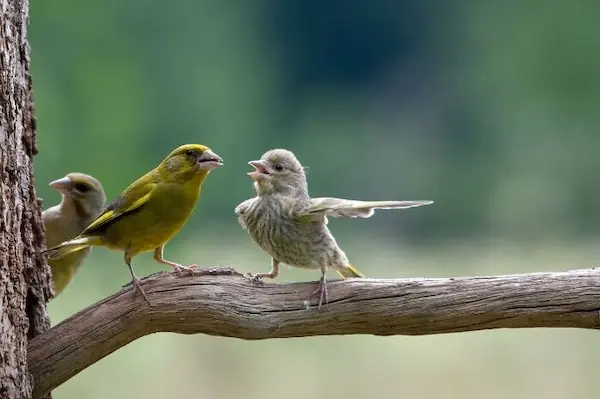 Дикая природа в смешном ракурсе: лучшие кадры с конкурса Comedy Wildlife Photography Awards