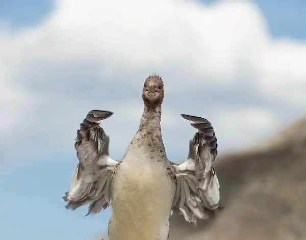 Дикая природа в смешном ракурсе: лучшие кадры с конкурса Comedy Wildlife Photography Awards