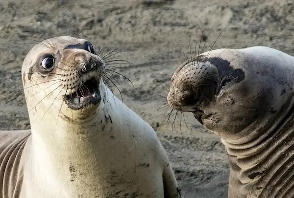 Дикая природа в смешном ракурсе: лучшие кадры с конкурса Comedy Wildlife Photography Awards