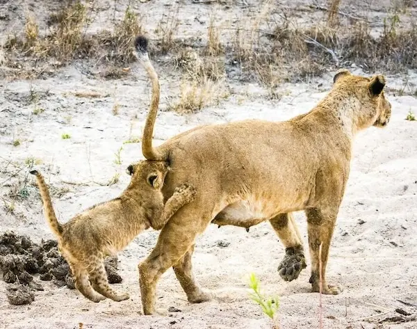 Дикая природа в смешном ракурсе: лучшие кадры с конкурса Comedy Wildlife Photography Awards