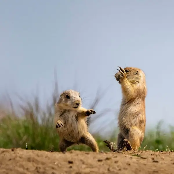 Дикая природа в смешном ракурсе: лучшие кадры с конкурса Comedy Wildlife Photography Awards