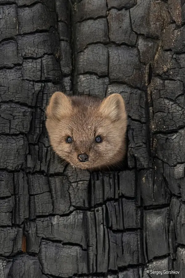 Дикая природа в смешном ракурсе: лучшие кадры с конкурса Comedy Wildlife Photography Awards