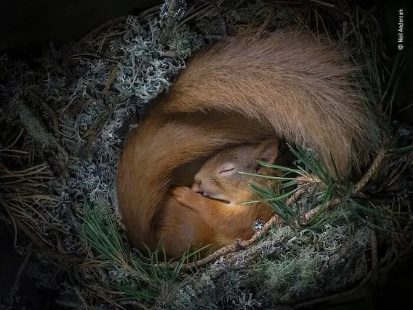 Самые смешные кадры дикой природы: забавные моменты от Comedy Wildlife Photography Awards Дикая природа в смешном ракурсе: лучшие кадры с конкурса Comedy Wildlife Photography Awards
