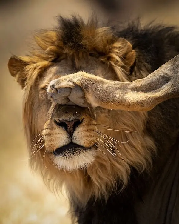 Дикая природа в смешном ракурсе: лучшие кадры с конкурса Comedy Wildlife Photography Awards