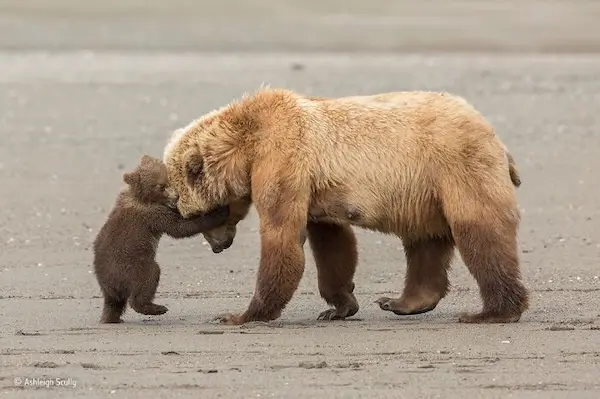 Дикая природа в смешном ракурсе: лучшие кадры с конкурса Comedy Wildlife Photography Awards