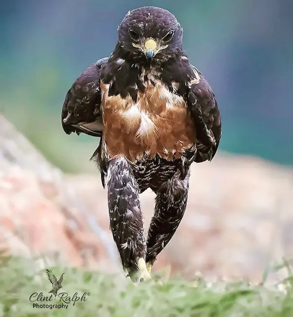 Дикая природа в смешном ракурсе: лучшие кадры с конкурса Comedy Wildlife Photography Awards