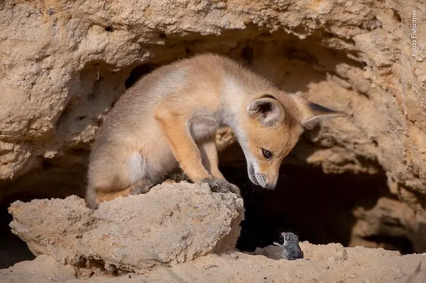 Дикая природа в смешном ракурсе: лучшие кадры с конкурса Comedy Wildlife Photography Awards