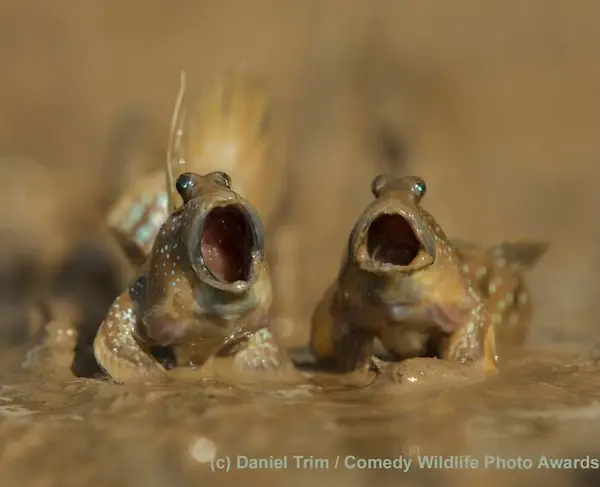 Дикая природа в смешном ракурсе: лучшие кадры с конкурса Comedy Wildlife Photography Awards