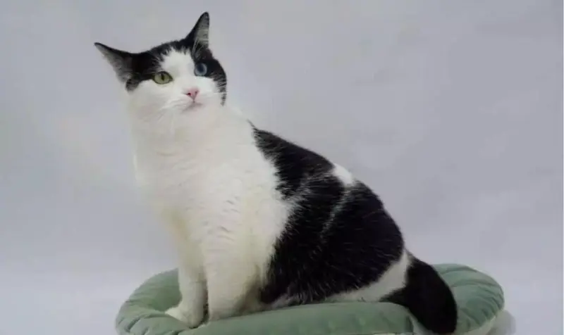 Космический кот и мебельная красавица: кто ждёт хозяев на выставке «Всем по котику»