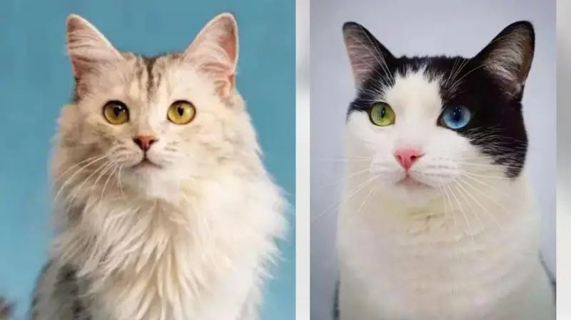 Космический кот и мебельная красавица: кто ждёт хозяев на выставке «Всем по котику»