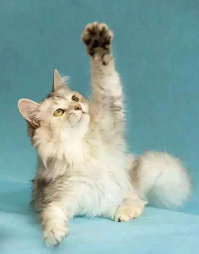 Космический кот и мебельная красавица: кто ждёт хозяев на выставке «Всем по котику»