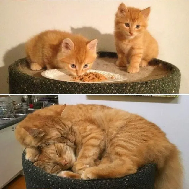 Одна кошка — хорошо, а две — лучше: умилительные фото пушистых компаний