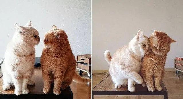 Одна кошка — хорошо, а две — лучше: умилительные фото пушистых компаний