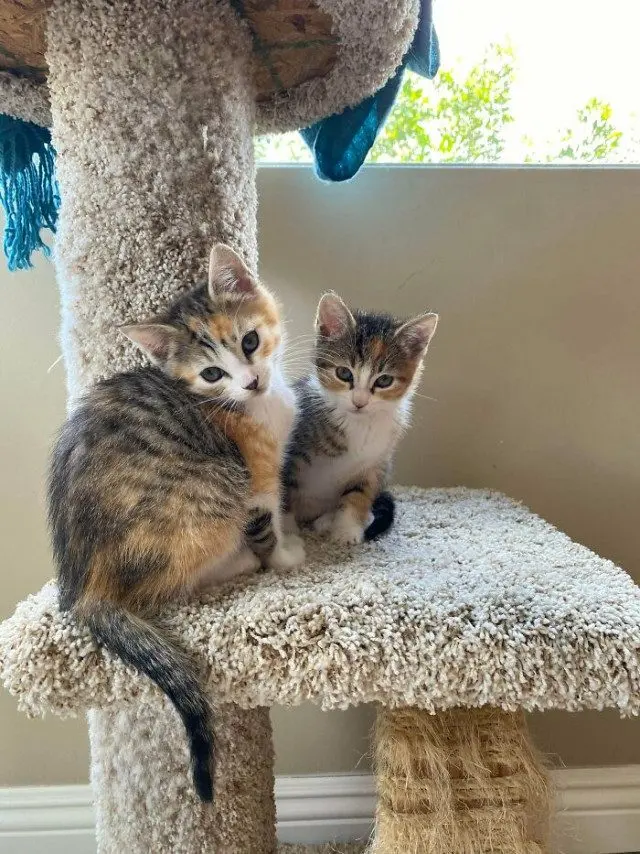 Одна кошка — хорошо, а две — лучше: умилительные фото пушистых компаний