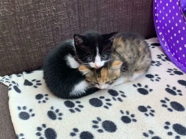 Одна кошка — хорошо, а две — лучше: умилительные фото пушистых компаний