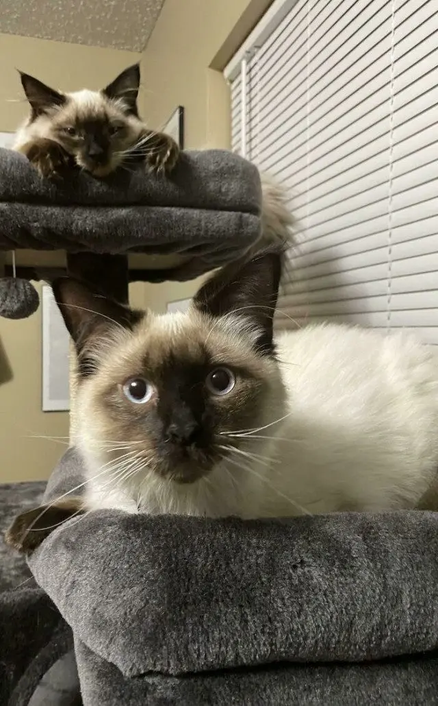 Одна кошка — хорошо, а две — лучше: умилительные фото пушистых компаний