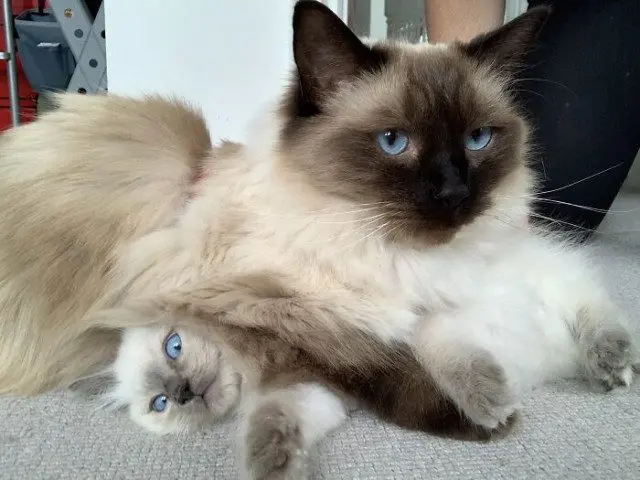 Одна кошка — хорошо, а две — лучше: умилительные фото пушистых компаний