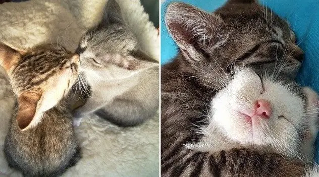 Одна кошка — хорошо, а две — лучше: умилительные фото пушистых компаний