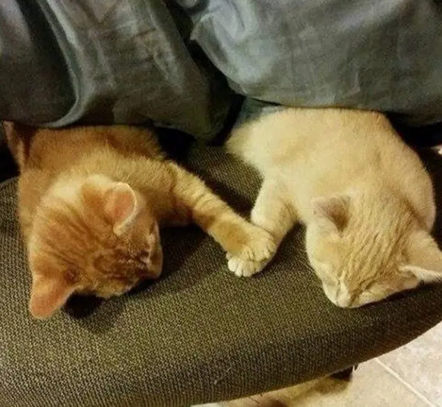 Одна кошка — хорошо, а две — лучше: умилительные фото пушистых компаний